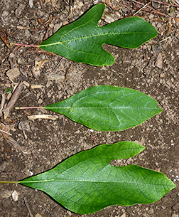 Virginia Tech Dendrology Fact Sheet